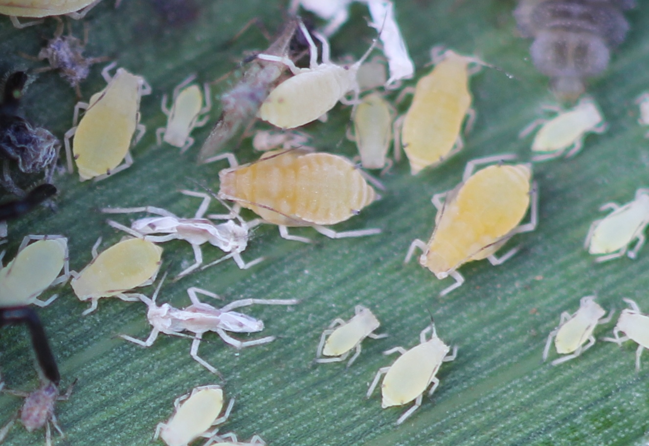 Sugarcane aphid adults and nymphs.